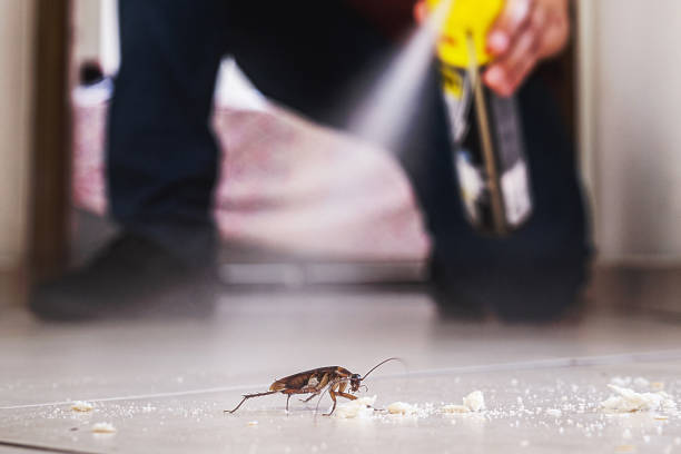 Best Ant Control Services  in Huber Ridge, OH